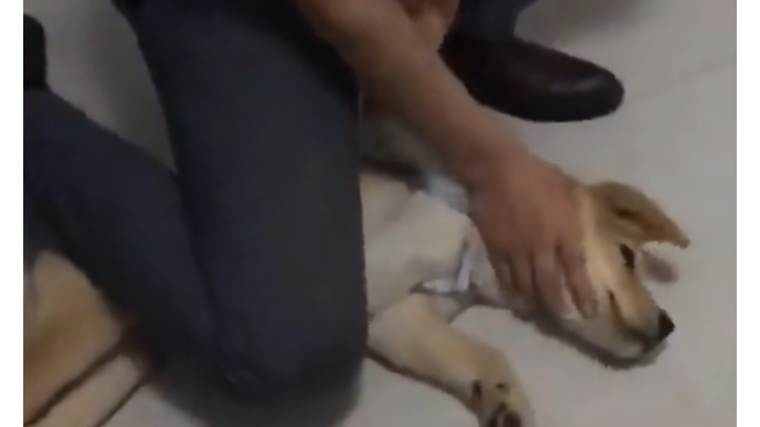 狗子:是不是玩不起?
